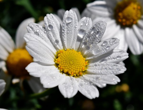 ромашки в росе