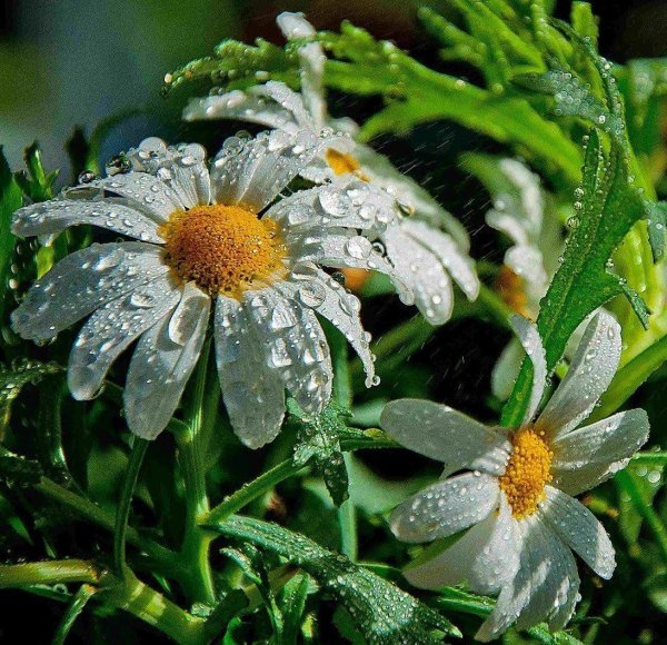 пиретрум цветок