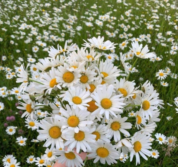 поле ромашек