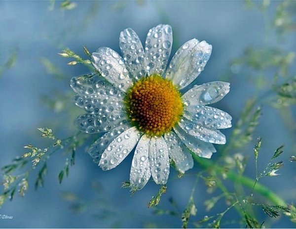 нежные ромашки