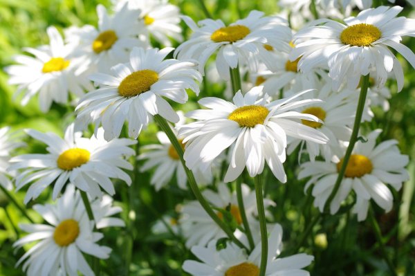 нивяник луговой