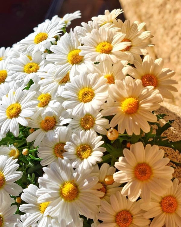 С ромашками