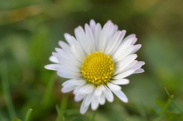 bellis perennis