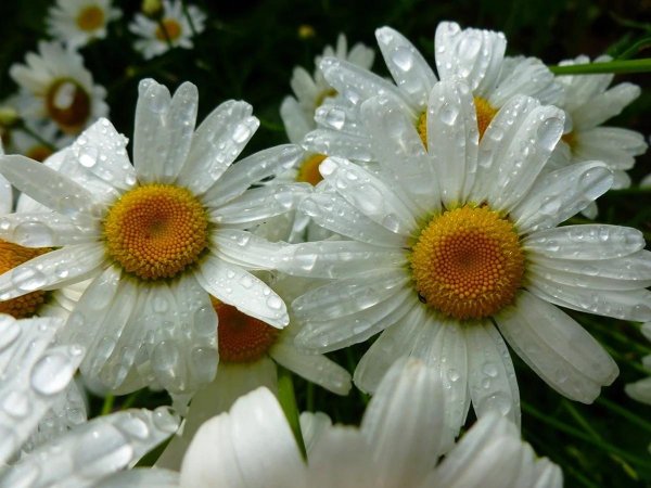 ромашки в росе