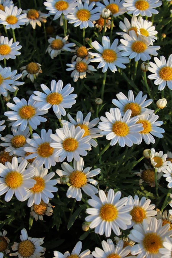 ромашка римская кэнди