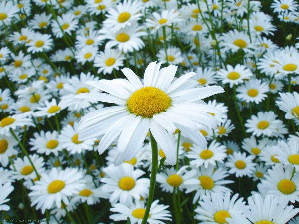 день ромашек 24 июня