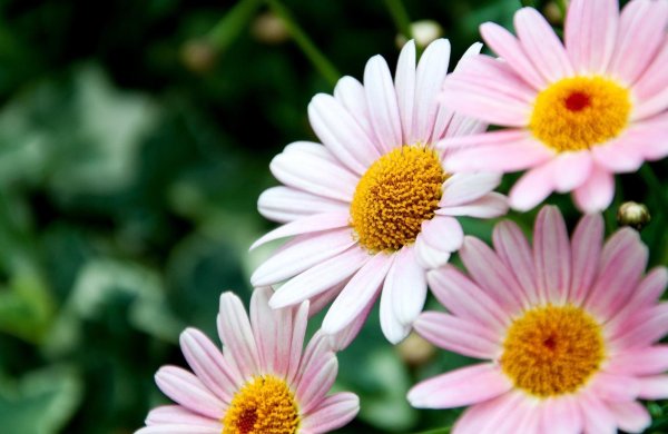 красивые цветы ромашки