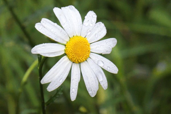 matricaria chamomilla