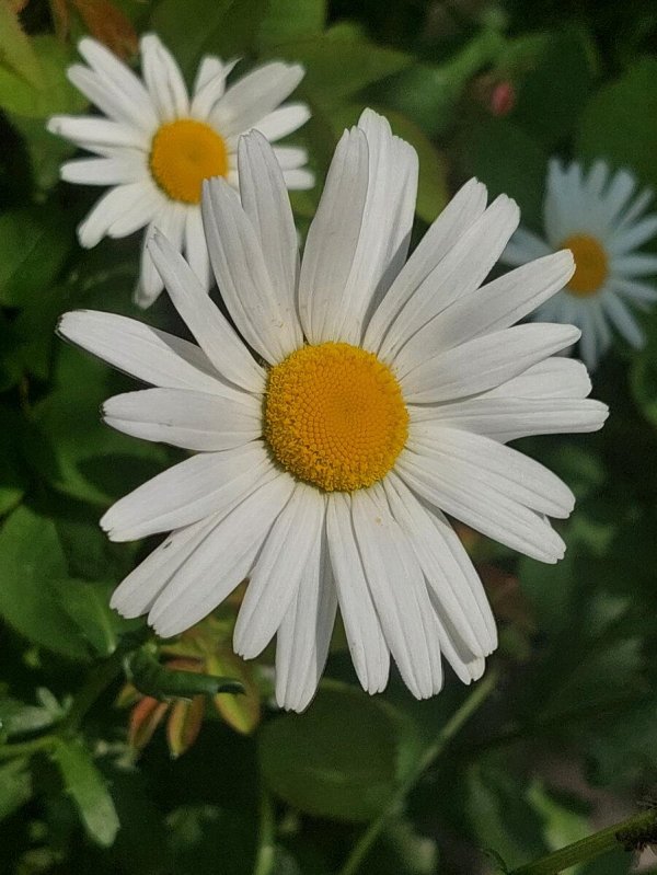 ромашка без одного лепестка