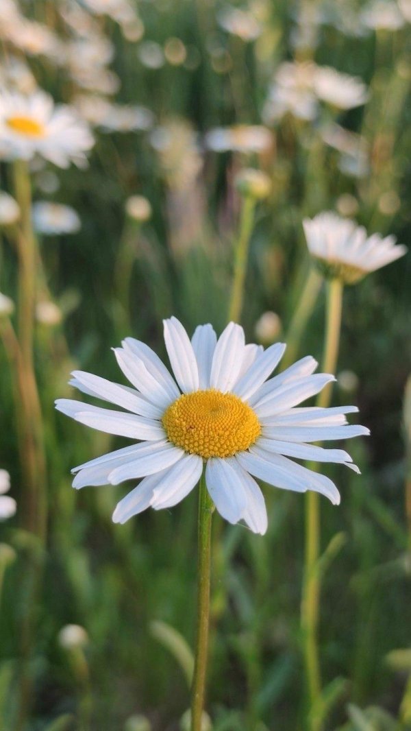 ромашка лечебная