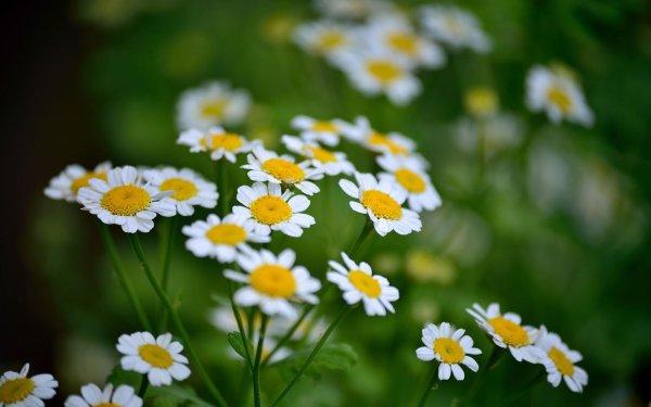 ромашки дейзи флауэр