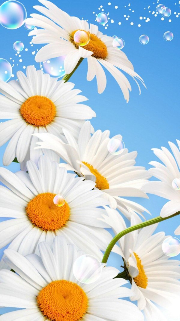 ромашки и небо