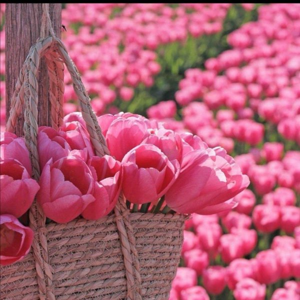 тюльпан красивый