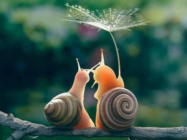 улитка милая