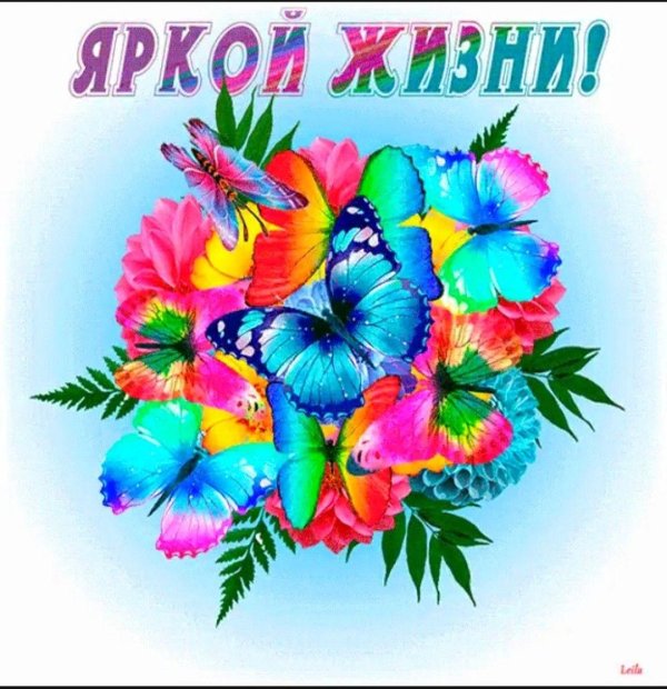 радужная бабочка