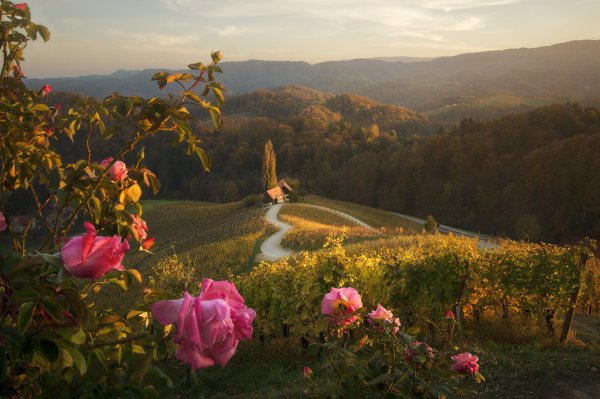 пейзаж розы