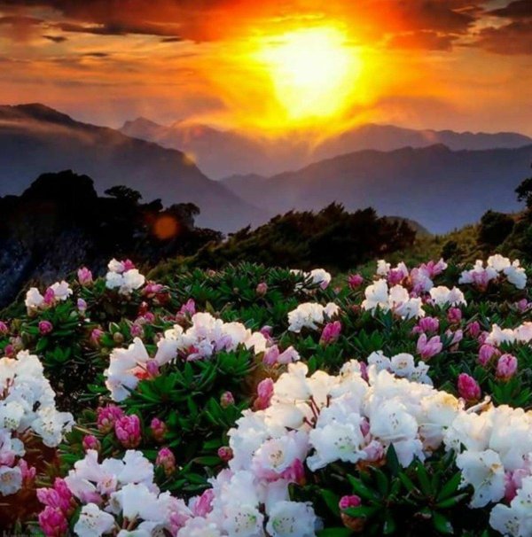 рододендрон в горах