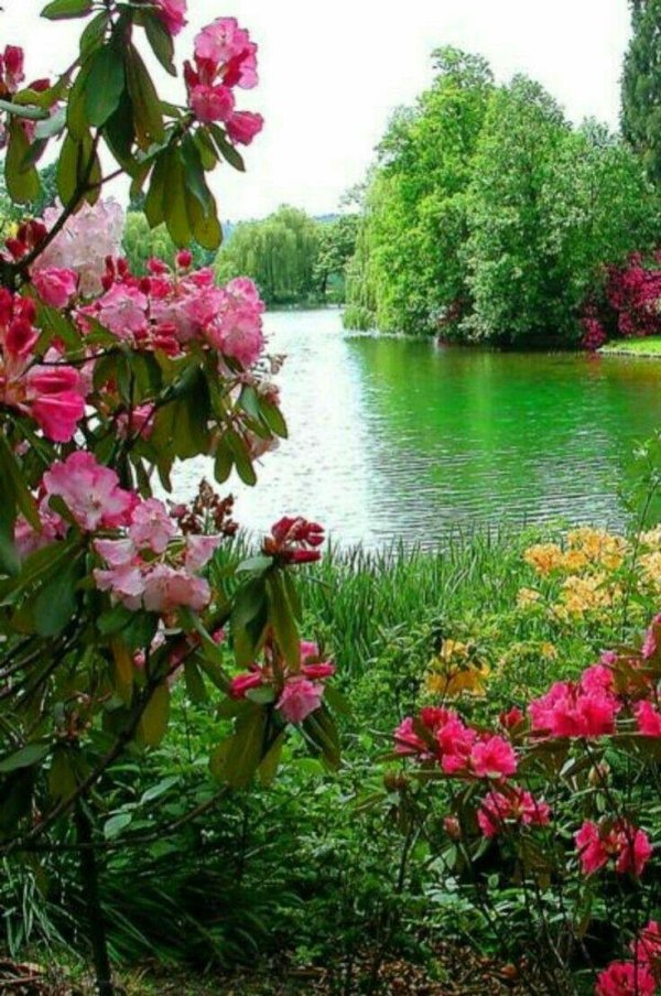 парк шеффилд гарденприродацветыдеревья