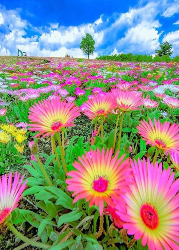 мезембриантемум искорки