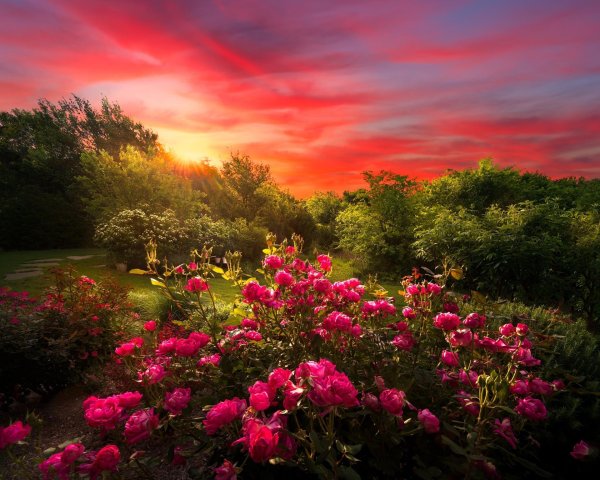 пейзаж с розами
