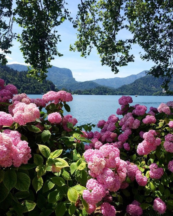 гортензия строберри блоссом