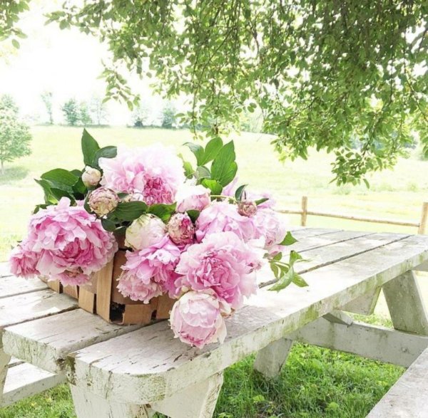 пион одилия