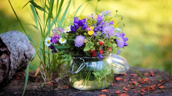 полевой цветок