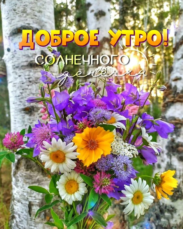 полевой букет