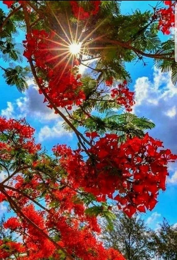 цветущее дерево