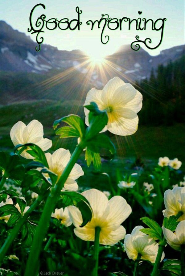 красивая цветок