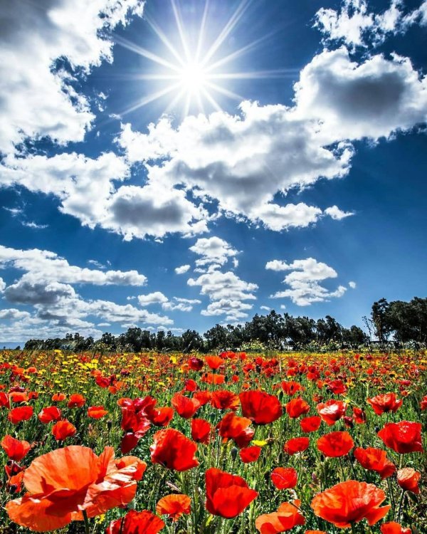 маковое поле