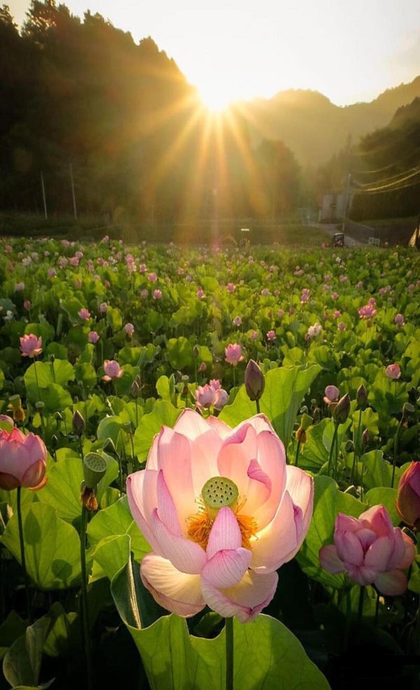 цветки лотоса