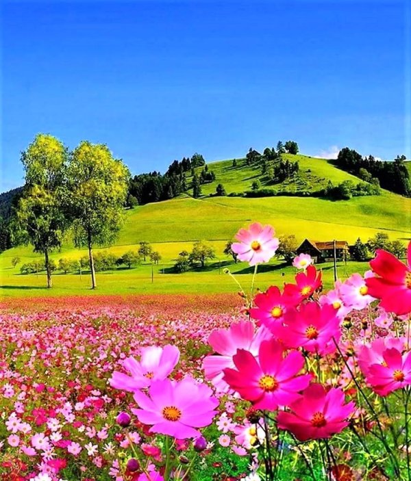 cosmos flower