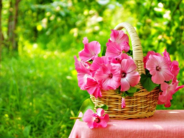 лаватера хатьма