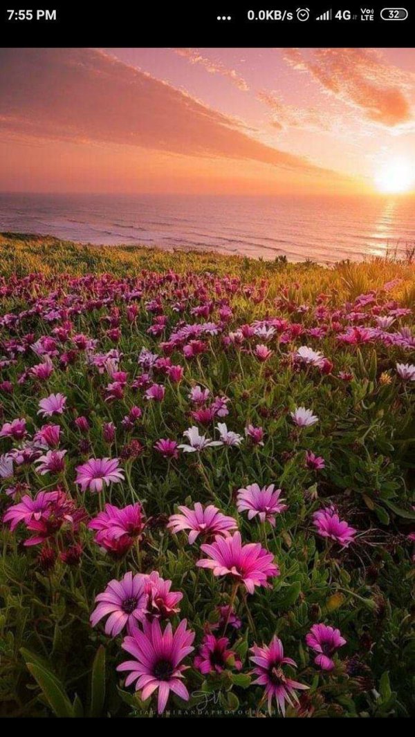 пейзажи летние