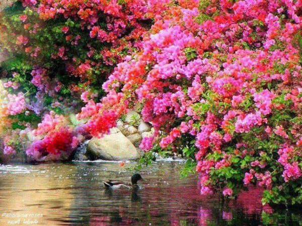 красивые сады