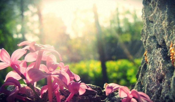 цветок в лесу