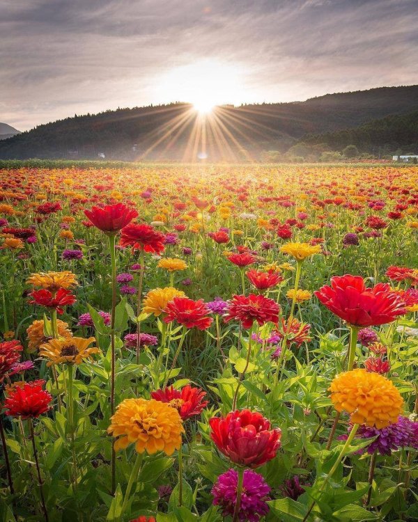 полей цветок