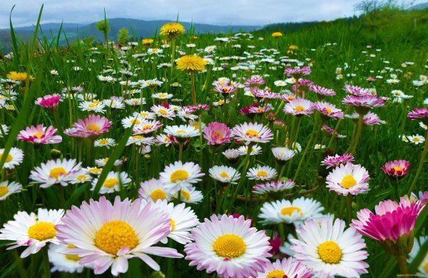 ромашка луговая