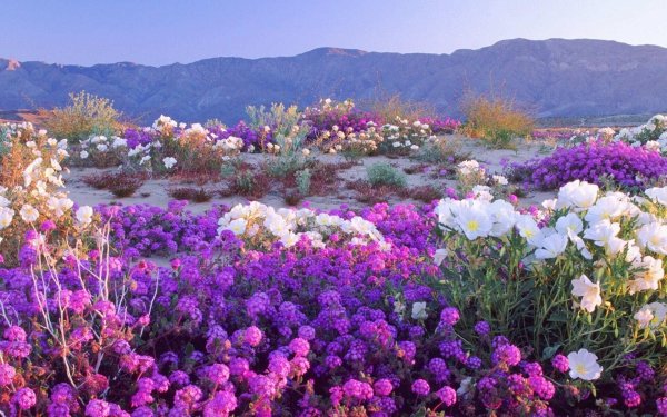 desert wildflowers