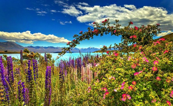 текапо новая зеландия