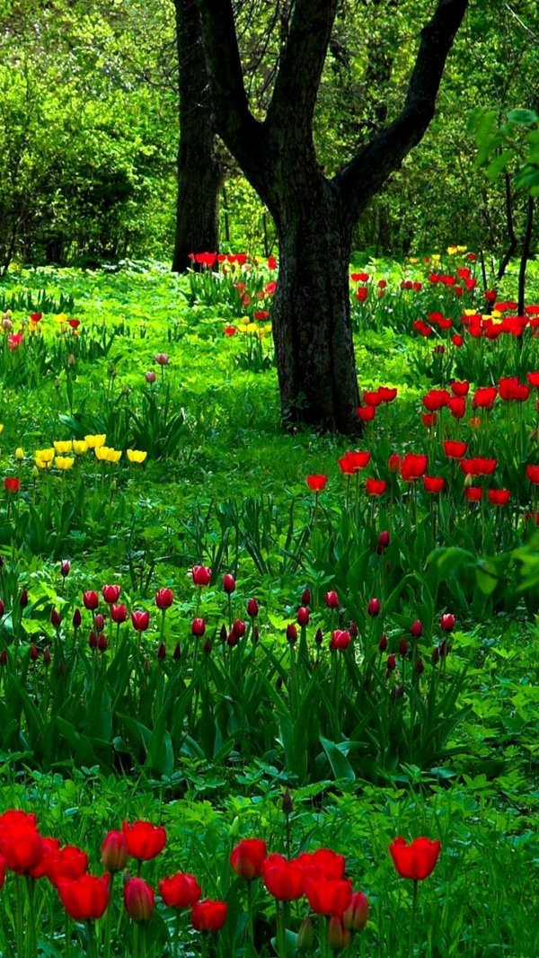 тюльпаны зеленые