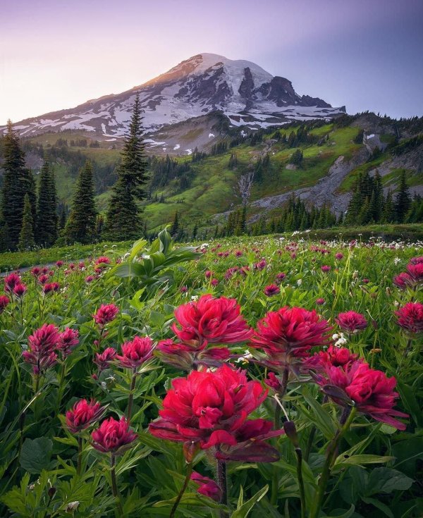 mt rainier national park