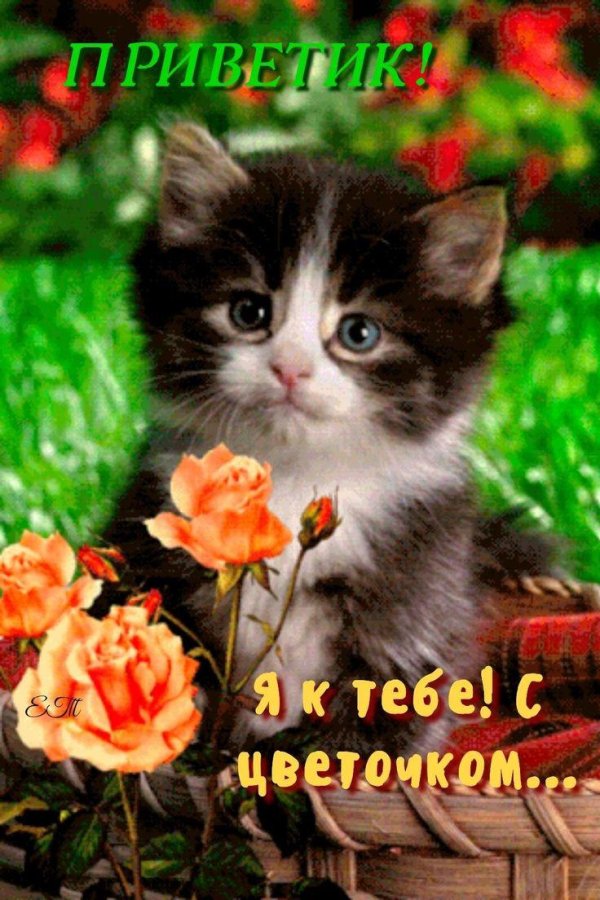 очаровательные котята