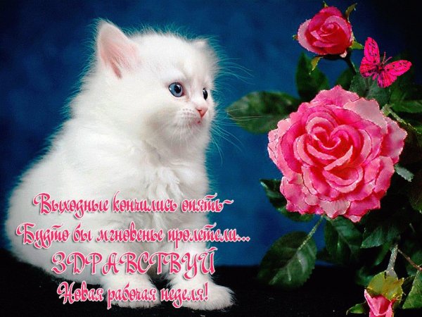 котенок белый