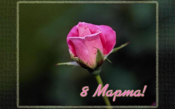 цветок роза