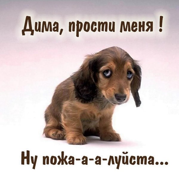 грустный щенок