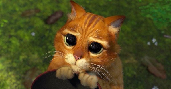 котик из шрека