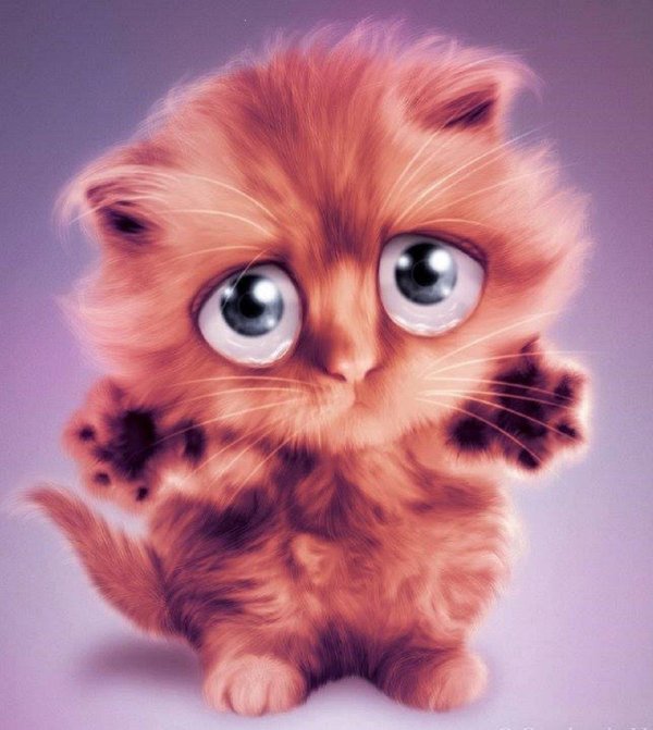 жалобный котик