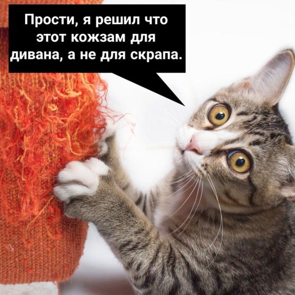 кошка царапает мебель